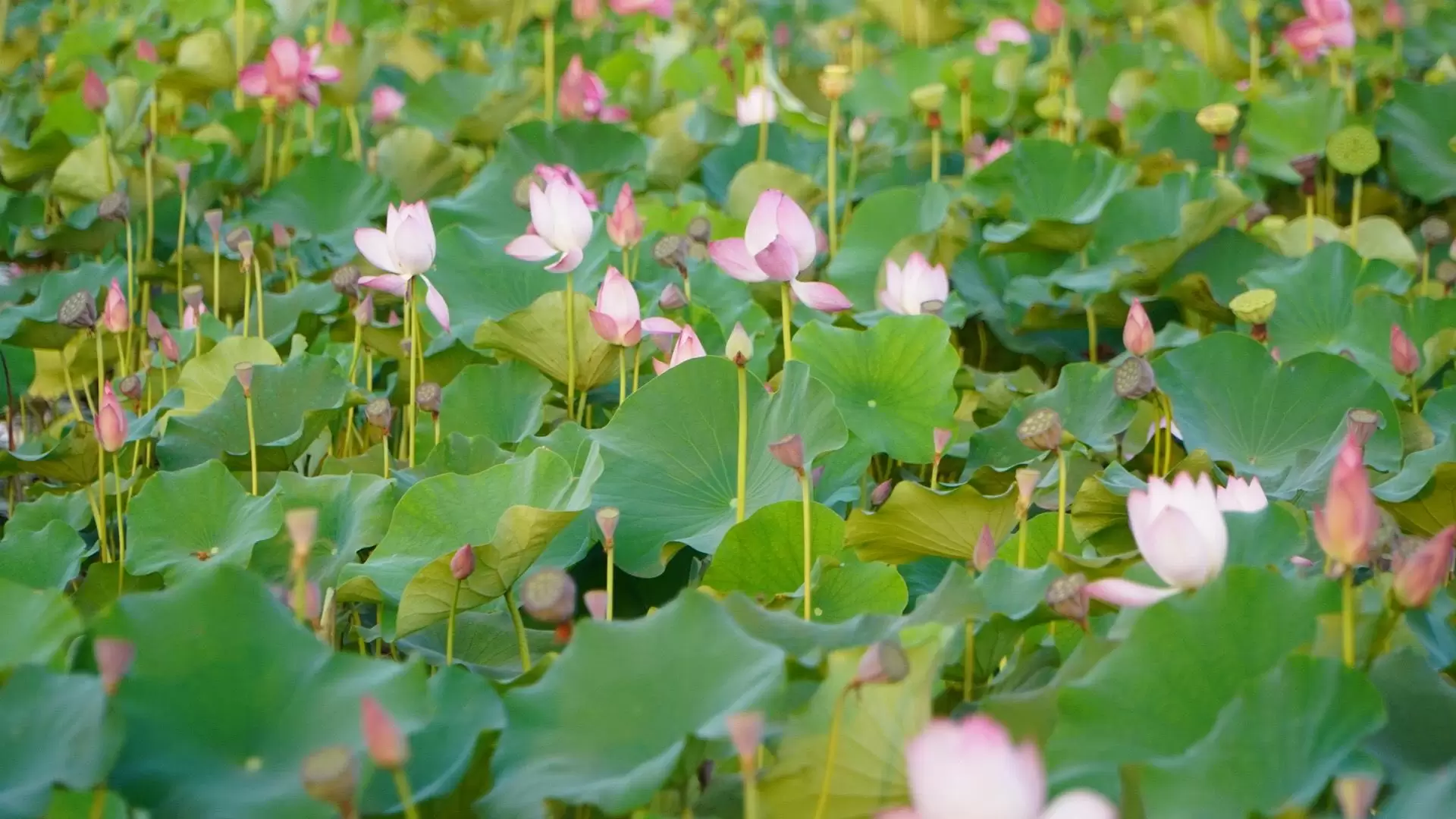 https___nguyengia.org_product_bot-hat-sen-nguyen-chat-500g-de-ngu-bo-duong-tot-cho-suc-khoe__0