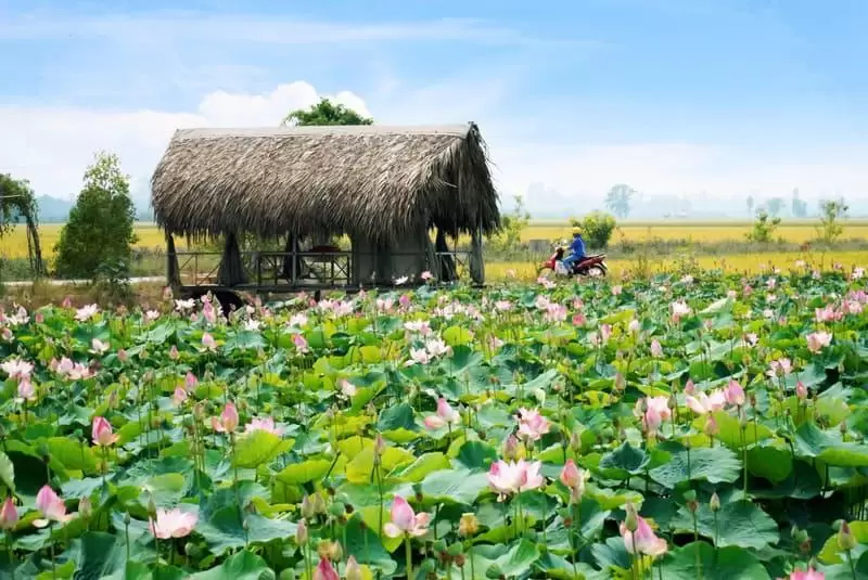 https___nguyengia.org_product_bot-hat-sen-nguyen-chat-500g-de-ngu-bo-duong-tot-cho-suc-khoe__1